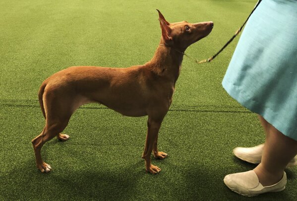 Westminster cheap schipperke 2019